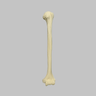 Humerus with Open Proximal Canal, Foam Cortical