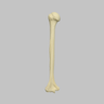 Humerus with Open Proximal Canal, Foam Cortical