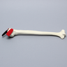 Humerus with Three-Part Head Fracture and Tendon, Foam Cortical