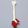Humerus with Three-Part Head Fracture and Tendon, Foam Cortical