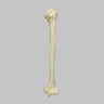 Humerus with Four-Part Head Fracture, Foam Cortical