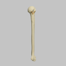 Humerus with Four-Part Head Fracture, Foam Cortical