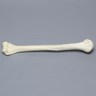 Humerus, Osteoporotic, Foam Cortical