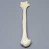 Humerus, Osteoporotic, Foam Cortical