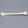 Humerus, Osteoporotic, Foam Cortical