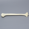 Humerus, Osteoporotic, Foam Cortical