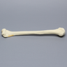 Humerus with "Y" Fracture, Foam Cortical