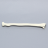 Radius, 5.5mm Canal, Foam Cortical Shell, Right