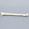 Radius, 5.5mm Canal, Foam Cortical, Left
