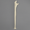 Ulna, 5mm Canal, Foam Cortical Shell, Right