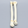 Ulna and Radius, Foam Cortical