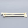 Ulna and Radius, Foam Cortical