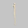 Ulna, 5mm Canal, Foam Cortical Shell, Left