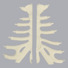 Sternum, Split Set, Solid Foam