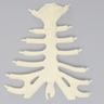 Sternum with Cartilage, Solid Foam