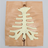 Sternum with Cartilage, Solid Foam