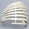 Partial Rib Cage, Solid Foam, Left