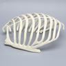 Partial Rib Cage, Solid Foam, Left