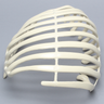 Partial Rib Cage, Solid Foam, Left