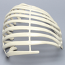 Partial Rib Cage, Solid Foam, Right
