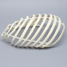 Partial Rib Cage, Solid Foam, Right