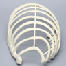 Partial Rib Cage, Solid Foam, Right