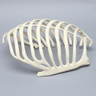 Partial Rib Cage, Solid Foam, Right