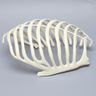 Partial Rib Cage, Solid Foam, Right