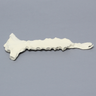 Sternum with Xiphoid Process, Solid Foam