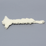 Sternum with Xiphoid Process, Solid Foam