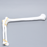 Elbow with Latex Ligament, Plastic Cortical Shell