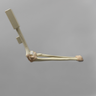 Arthroscopy Elbow Insert with Capsule and Cartilage