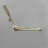 Arthroscopy Elbow Insert with Capsule and Cartilage