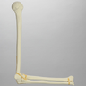 Elbow, Foam Cortical Shell, Left