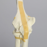 Elbow, Foam Cortical Shell, Left