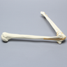 Elbow, Foam Cortical Shell, Right