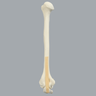 Elbow and Ulna, Foam Cortical Humerus