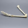 Arm, Foam Cortical Shell, Right