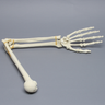 Arm, Foam Cortical Shell, Right