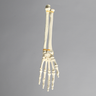 Hand and Wrist with Moveable Carpals, Solid Foam