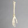 Hand and Wrist with Moveable Carpals, Solid Foam