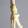 Hand and Wrist with Moveable Carpals, Solid Foam