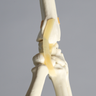 Hand and Wrist with Moveable Carpals, Solid Foam