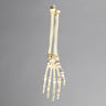 Hand and Wrist with Moveable Carpals, Solid Foam