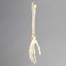 Hand and Wrist with Moveable Carpals, Solid Foam