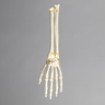 Hand and Wrist with Moveable Carpals, Solid Foam