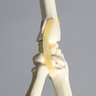 Hand and Wrist with Moveable Carpals, Solid Foam