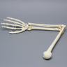 Arm, Foam Cortical Shell , Left