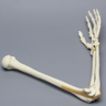 Arm, Foam Cortical Shell , Left