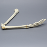 Arm, Foam Cortical Shell , Left